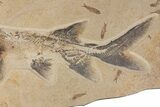 Museum Quality Paddlefish Fossil (Crossopholis) - Wyoming #254199-4